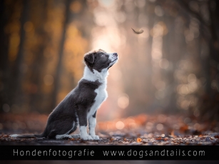 <p>Instagram :&nbsp;<a href="https://www.instagram.com/dogsandtails_petphotography/">https://www.instagram.com/dogsandtails_petphotography/</a>&nbsp;</p>
<p>Facebook pagina :&nbsp;<a href="https://www.facebook.com/dogsandtailspetphotography">https://www.facebook.com/dogsandtailspetphotography</a>&nbsp;</p>
<p>Facebook profiel :&nbsp;<a href="https://www.facebook.com/sandra.helsocht/">https://www.facebook.com/sandra.helsocht/</a></p>
<p>&nbsp;</p>